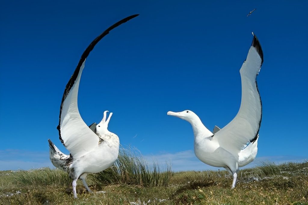 Erkenci Kuşlar Albatros’un Hikayesi